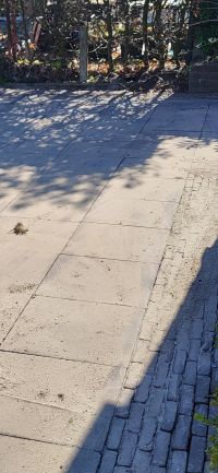 Sierbestrating in een tuin met strak gelegde tegels voor een nette afwerking